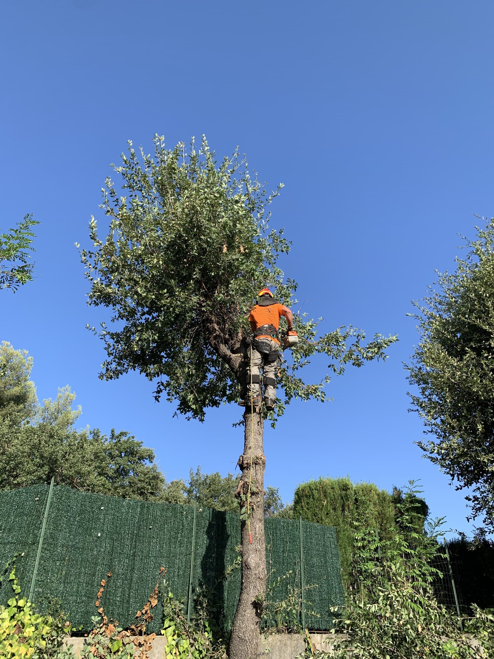 Quels arbres planter pour de l'ombre sur la Côte d'Azur ?
